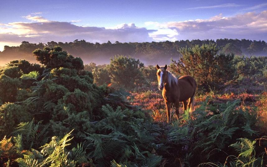 The Knightwood Oak A Luxury King Size En-Suite Space - Lymington New Forest With Totally Private Entrance - Key Box Entry - Free Parking & Private Outdoor Seating Area - Town ,Shops , Pubs & Solent Way Walking Distance & Complimentary Breakfast Items Экстерьер фото
