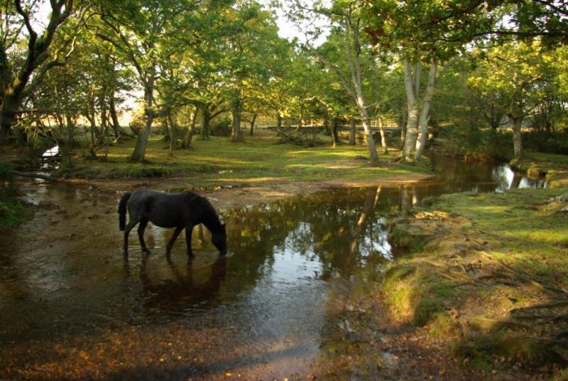 The Knightwood Oak A Luxury King Size En-Suite Space - Lymington New Forest With Totally Private Entrance - Key Box Entry - Free Parking & Private Outdoor Seating Area - Town ,Shops , Pubs & Solent Way Walking Distance & Complimentary Breakfast Items Экстерьер фото